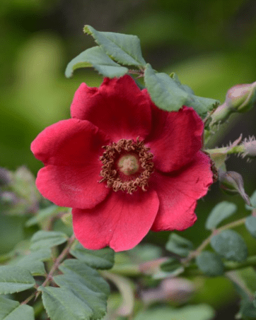 Moyesii Geranium® ( Mulligan 1938 ) rosa cespuglio arbusto grande