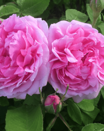 Madame Boll® rosa Portland cespuglio arbusto medio