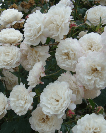 Little White Pet® Henderson rosa antica tappezzante cespuglio arbusto medio