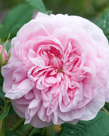 Queen of Denmark / Koenigin von Danemark rosa cespuglio arbusto medio